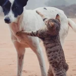 Evcil-hayvanlar-bakimi-16faaa893123653c0b9480a0c993218b