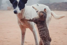 Evcil-hayvanlar-bakimi-16faaa893123653c0b9480a0c993218b