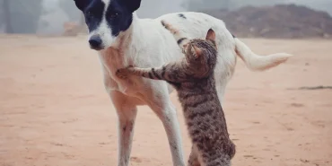 Evcil-hayvanlar-bakimi-16faaa893123653c0b9480a0c993218b