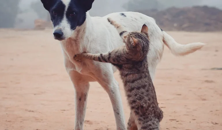 Evcil Hayvanlar Bakımında Dikkat Edilmesi Gereken 5 Temel Unsur Nedir?