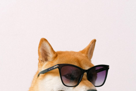 Evcil-hayvanlar-de8680945f2a42cfc2a7ba46fc4cb22b