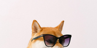 Evcil-hayvanlar-de8680945f2a42cfc2a7ba46fc4cb22b