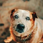 Evcil-hayvanlar-egitimi-58a3bf93de3be016c1dc429d5a1ed6d4