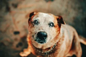 Evcil-hayvanlar-egitimi-58a3bf93de3be016c1dc429d5a1ed6d4