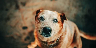 Evcil-hayvanlar-egitimi-58a3bf93de3be016c1dc429d5a1ed6d4