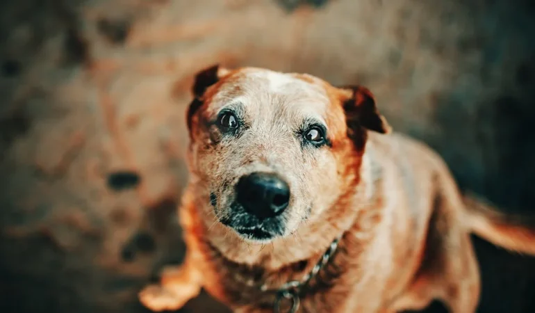 Evcil Hayvanlar Eğitimiyle İlgili En Yaygın Yanlışlar Nelerdir?