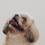 Evcil-hayvanlar-icin-barinak-439137b7331e344ae56575b613ff9db6