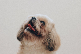 Evcil-hayvanlar-icin-barinak-439137b7331e344ae56575b613ff9db6