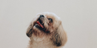 Evcil-hayvanlar-icin-barinak-439137b7331e344ae56575b613ff9db6