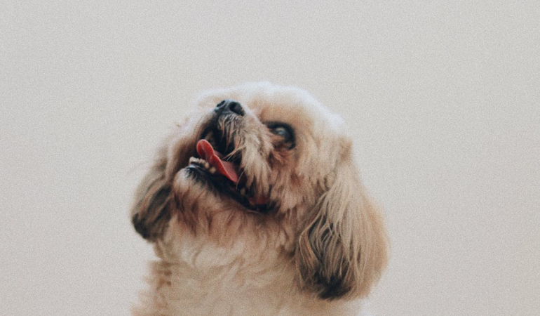 Evcil Hayvanlar İçin Barınak Nasıl İnşa Edilir?