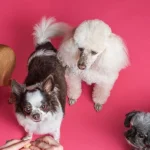 Evcil-hayvanlar-icin-beslenme-96f50200cc2c65dd6a3a26743c08c648