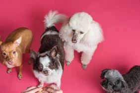 Evcil-hayvanlar-icin-beslenme-96f50200cc2c65dd6a3a26743c08c648