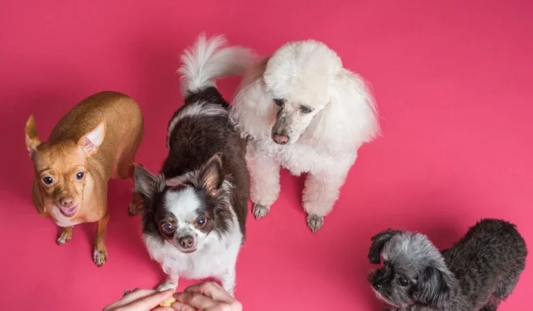 Evcil Hayvanlarınızın Beslenmesinde Dikkat Edilmesi Gereken 5 Altın Kural Nedir?