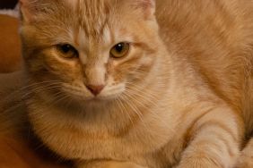 Evcil-hayvanlar-icin-en-iyi-mamalar-96cd59a9303b091094cbab831ee66ed7