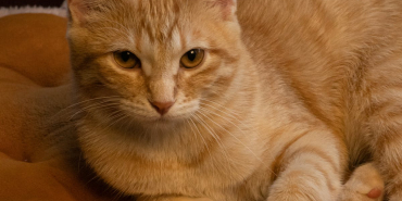 Evcil-hayvanlar-icin-en-iyi-mamalar-96cd59a9303b091094cbab831ee66ed7