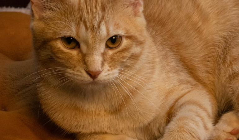 Evcil Hayvanlarınız İçin Hangi Mamalar Gerçekten En İyisi?