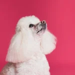 Evcil-hayvanlar-icin-oyuncaklar-9be35f93bd7c7bd646d9bd7a50747130