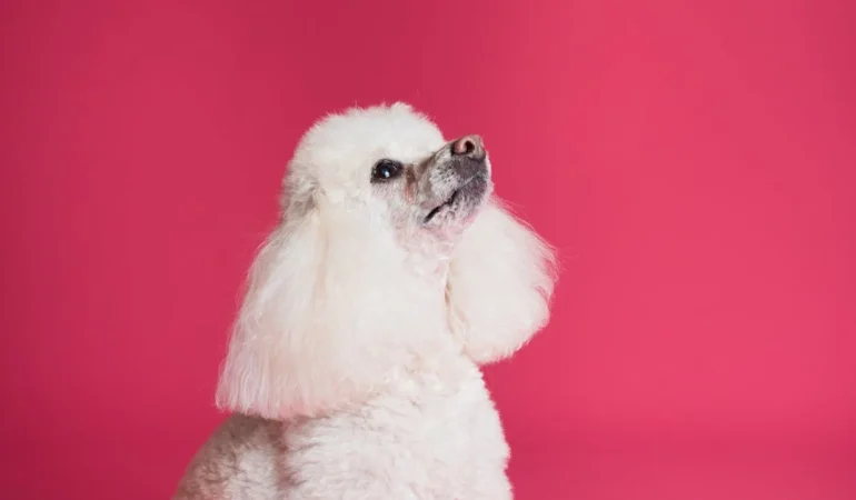 Evcil Hayvanlar İçin Oyuncaklar: Hangi Seçenekler Onların Mutluluğunu Artırır?