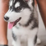 Evcil-hayvanlar-saglik-ipuclari-137add72ee77e332a5a948f9429e1a5c