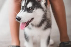 Evcil-hayvanlar-saglik-ipuclari-137add72ee77e332a5a948f9429e1a5c