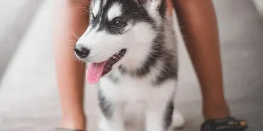 Evcil-hayvanlar-saglik-ipuclari-137add72ee77e332a5a948f9429e1a5c