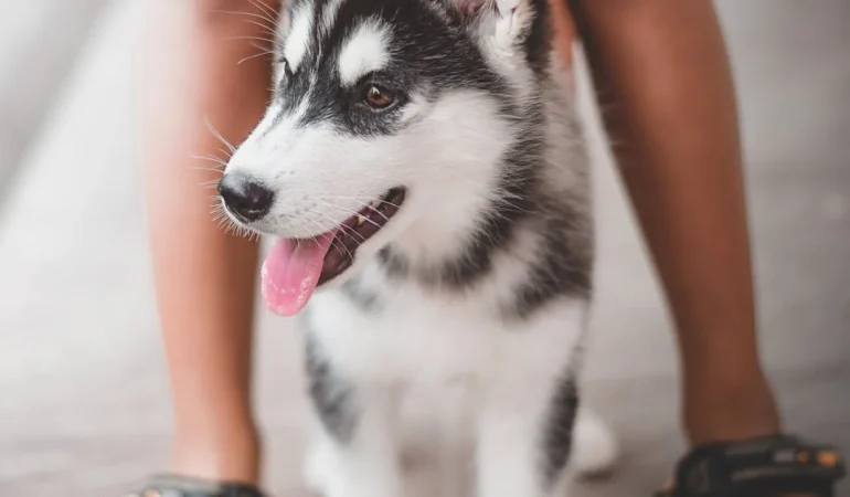 Evcil Hayvanlarınızın Sağlığını Nasıl Koruyabilirsiniz?