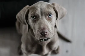 Evcil-hayvanlar-seyahat-rehberi-cc6a1b080e26ba48280e62c20d250d4b