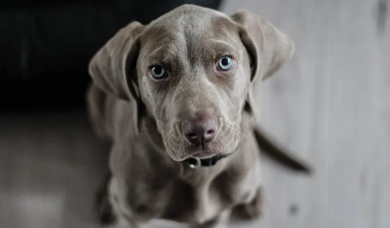 Evcil Hayvanlar ile Seyahate Çıkmadan Önce Bilmeniz Gereken 10 İpucu