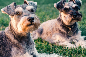 Evcil-hayvanlar-ve-cocuklar-2dce1fbe2943e132d5c1a84884592f1b