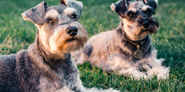 Evcil-hayvanlar-ve-cocuklar-2dce1fbe2943e132d5c1a84884592f1b