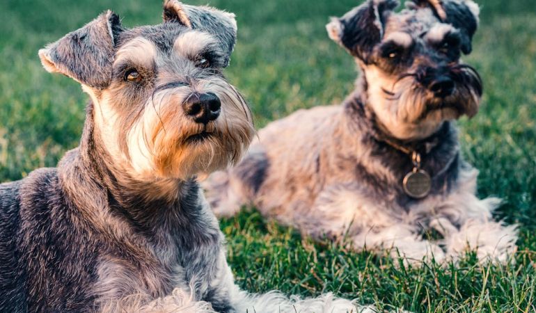 Evcil Hayvanlar ve Çocuklar: Sağlıklı Bir Arkadaşlığın Anahtarları Nelerdir?