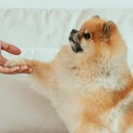 Evcil-hayvanlar-ve-sosyal-medya-31a836bf33974615ee4da8d4a14b9fd0