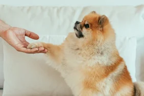 Evcil-hayvanlar-ve-sosyal-medya-31a836bf33974615ee4da8d4a14b9fd0