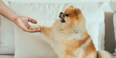 Evcil-hayvanlar-ve-sosyal-medya-31a836bf33974615ee4da8d4a14b9fd0