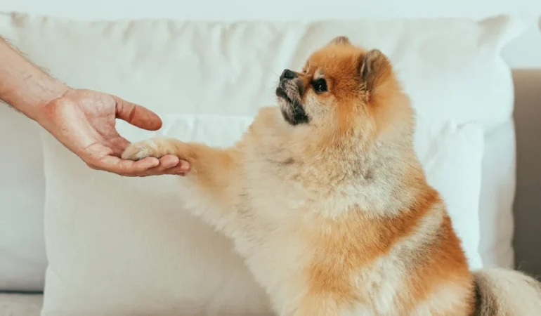 Evcil Hayvanlar ve Sosyal Medya: Furry Influencerlar Neden Bu Kadar Popüler?