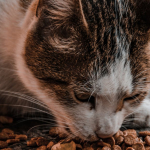 Kedi-Mamasi-87ce15c8a9a5d0f199f9496a2c00366d