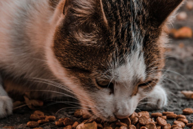 Kedi-Mamasi-87ce15c8a9a5d0f199f9496a2c00366d