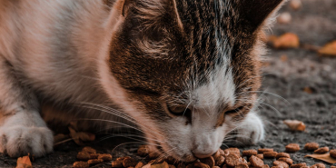 Kedi-Mamasi-87ce15c8a9a5d0f199f9496a2c00366d