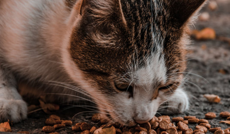 Kedi Maması Seçerken Dikkat Edilmesi Gereken 5 Önemli Nokta