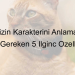 kedi-318.jpeg-1c011f997f2580e1c2924df5c44daae6