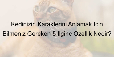 kedi-318.jpeg-1c011f997f2580e1c2924df5c44daae6