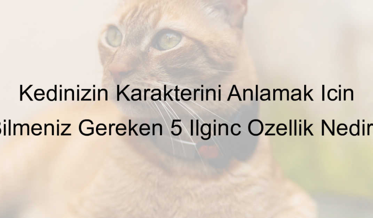 Kedinizin Karakterini Anlamak İçin Bilmeniz Gereken 5 İlginç Özellik Nedir?