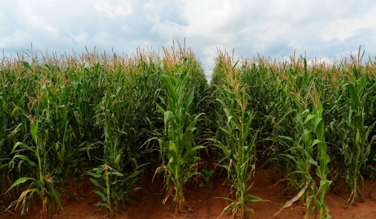 Eski Mısır’dan Günümüze: Kedilerin Unutulmaz Yolculuğu