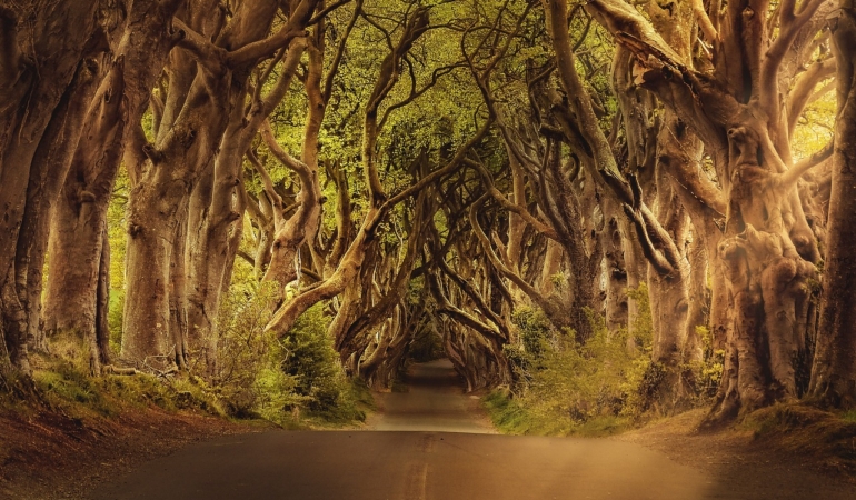 Gece Yürüyüşleri: Kedilerin Gizemli Geçmişi