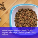 kaliteli-kopek-mamasi-nasil-olmali-saglikli-ve-enerjik-dostlar-icin-en-guclu-rehber-QgY2RJXp.jpg