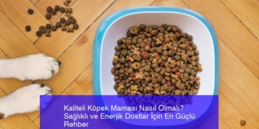 kaliteli-kopek-mamasi-nasil-olmali-saglikli-ve-enerjik-dostlar-icin-en-guclu-rehber-QgY2RJXp.jpg