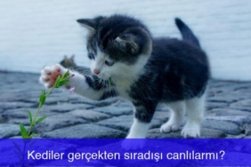 kediler-gercekten-siradisi-canlilarmi-1XfWEasv.jpg