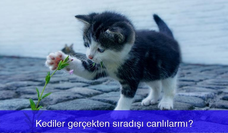 kediler-gercekten-siradisi-canlilarmi-1XfWEasv.jpg