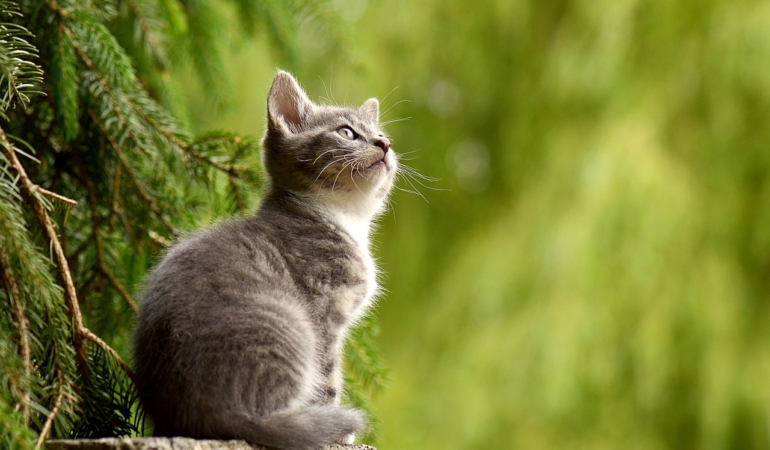 Kedilerin Zaman Yolculuğu: Geçmişten Günümüze