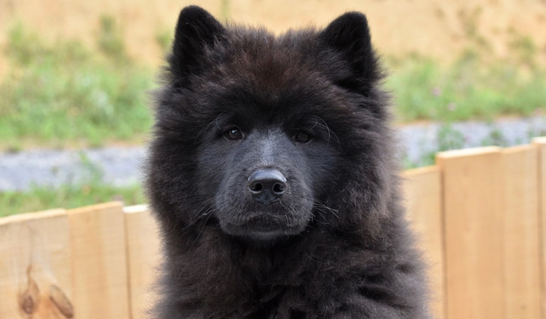 Köpeklerin Bilinmeyen Sırları ve Sağlıklı Yaşam İpuçları